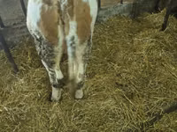Cow, Simmental cattle — photo 2