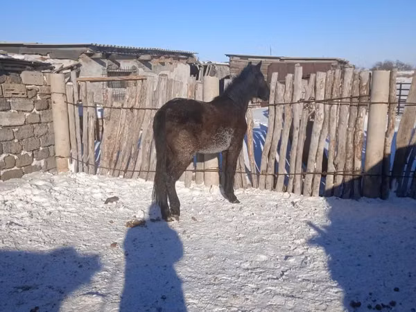 Stute, Pferde — Kasachstan