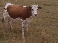 公牛, Simmental cattle — 照片 2