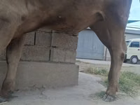 公牛, Cattle — 照片 4