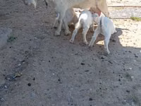 母山羊, Goats — 照片 1
