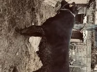 公牛, Aberdeen-Angus — 照片 4