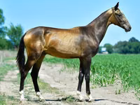 Aygʻir, Akhal-Teke — 5-rasm