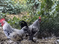 Chickens — फ़ोटो 2