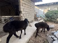Ram, Sheep — photo 5