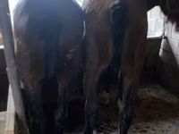 Aygʻir, Kazakh horse — 3-rasm