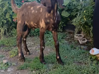 تيس, Nubian Goat — الصورة 7