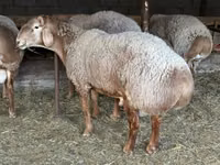 Widder, Rhon sheep — Foto 2