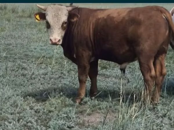 公牛, Kazakh White-headed cow