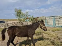 Stute, Kazakh horse — Foto 1