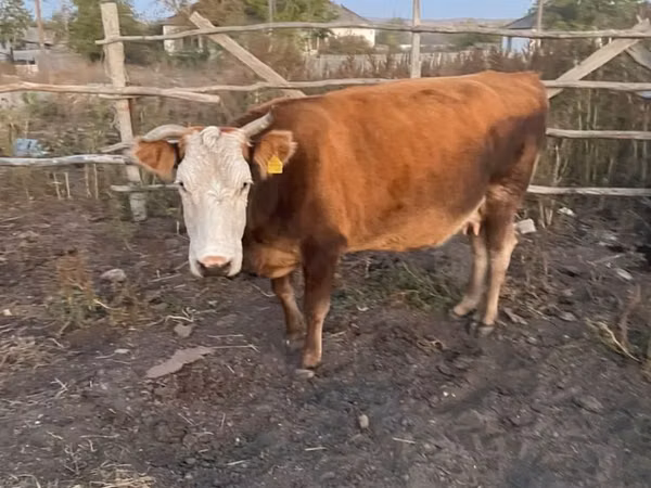 गाय, Simmental cattle — कज़ाखस्तान