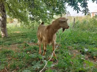 Ziegenbock, Ziegen — Foto 3