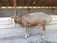 Ram, Arashan sheep — photo 6