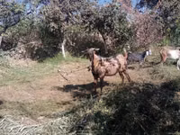 Ziegen (Partie, Geschlecht nicht angegeben), Beetal goats — Foto 2
