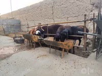 كبش, الأغنام — الصورة 3
