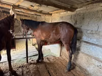 Aygʻir, Horse breed — 6-rasm