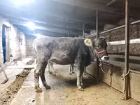Bulle, Swiss cattle — Foto 3