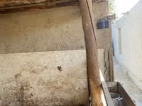 كبش, الأغنام — الصورة 3