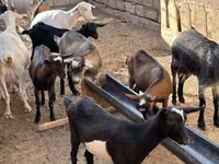 母山羊, Saanen goat — 照片 1