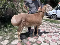 Widder, Arashan sheep — Foto 3