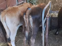 بقرة, Swiss cattle — الصورة 5