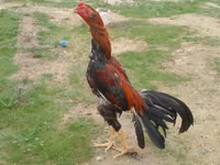Chickens — 2-rasm