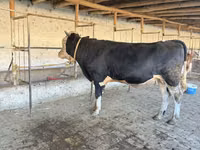 Bulle, Simmental cattle — Foto 6