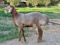 Qoʻchqor, Arashan sheep — 5-rasm