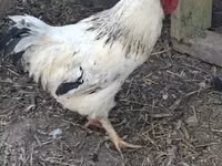 Chickens — الصورة 4