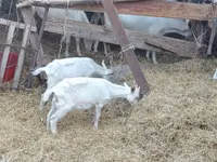 Echki, Saanen goat — 1-rasm