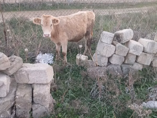 Букачар, Сиырлар