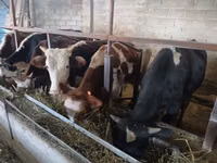 公牛, Cattle — 照片 4