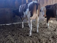 Kuh, Latvian Blue cattle — Foto 6