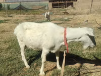 母山羊, Goats — 照片 2