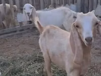 Ziegen (Partie, Geschlecht nicht angegeben), Nubian Goat — Foto 1