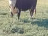 Bulle, Latvian Blue cattle — Foto 4