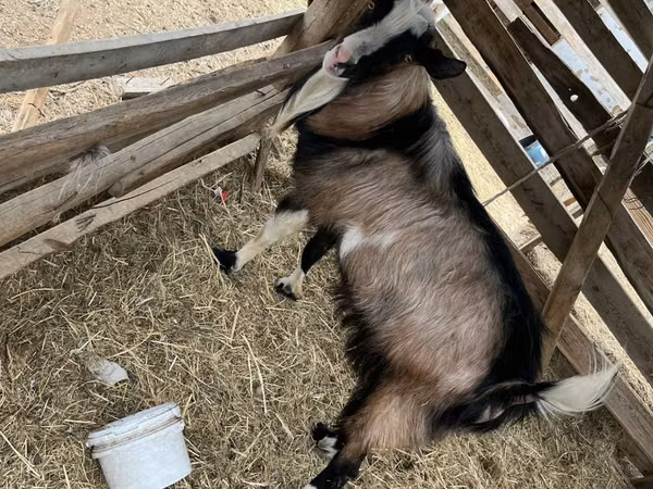 Ziege, Alpine goat — Kasachstan