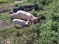 Schweine (Partie, Geschlecht nicht angegeben) — Foto 6