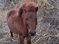 Caballo, Caballos — foto 1