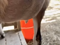 母山羊, Alpine goat — 照片 4