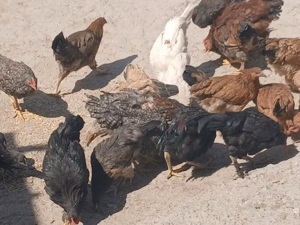 Chickens — Kirgisistan