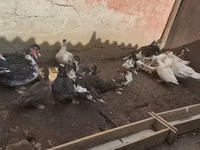 Ducks — Foto 5