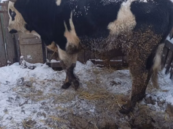 Toro, Russian Black pied cattle
