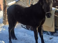 Horse (M), Horses — photo 1