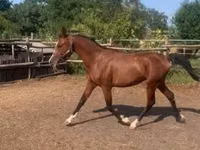 Caballo, Shagya — foto 3