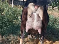 Vaca, Ganado vacuno — foto 2
