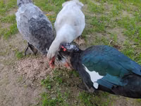 Guinea fowl — Foto 5