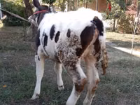 Kuh, Swiss cattle — Foto 5