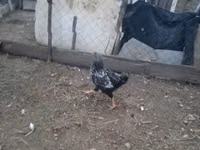 Chickens — 照片 2