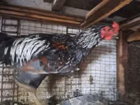 Chickens — foto 1